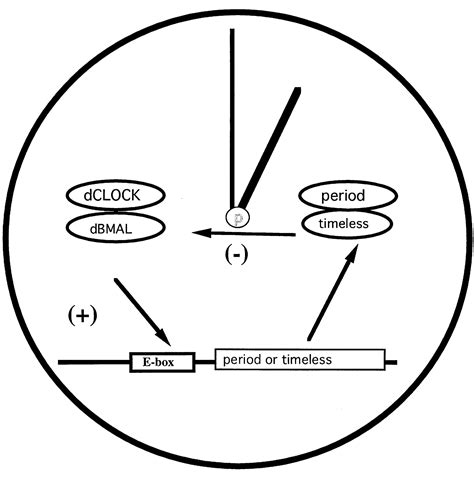 dating biological clock